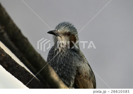 秋の黄葉と、ヒヨドリ-2 秋の黄葉と、ヒヨドリ-2 26610385