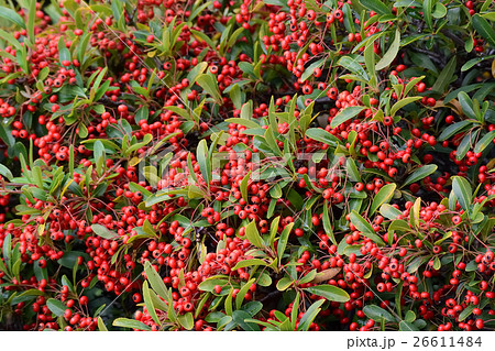 赤く色づいた、ピラカンサの実ー2 赤く色づいた、ピラカンサの実ー2 26611484