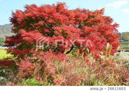 秋色の濃い、モミジの紅葉－１１ 26611603