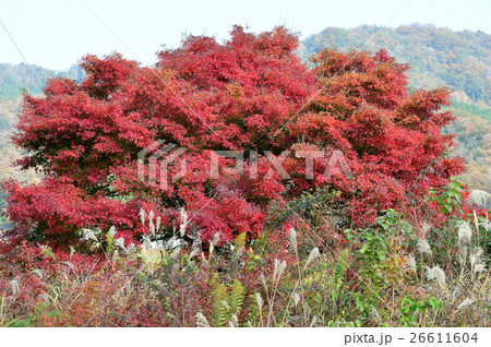 秋色の濃い、モミジの紅葉－１２ 26611604