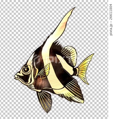 Fish illustration 26611804