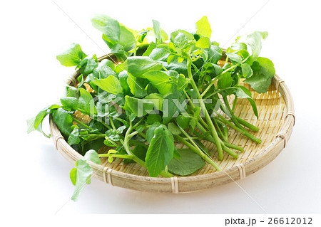 クレソン10 26612012