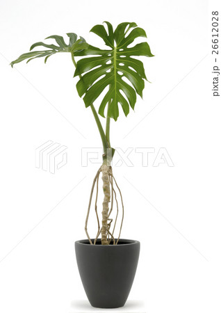 観葉植物 観葉植物と白バック 観葉植物 観葉植物と白バック 26612028