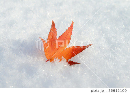 新雪と一枚の紅葉 26612100