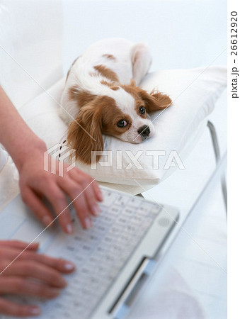 パソコンシーン 26612920