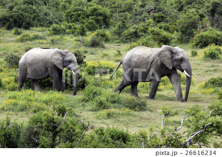 African Elephants in Addo Elephant National Park African Elephants in Addo Elephant National Park 26616234