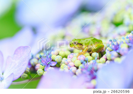雨イメージ_アジサイとアマガエル 雨イメージ_アジサイとアマガエル 26620596