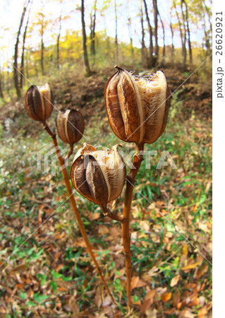 ウバユリの種 26620921