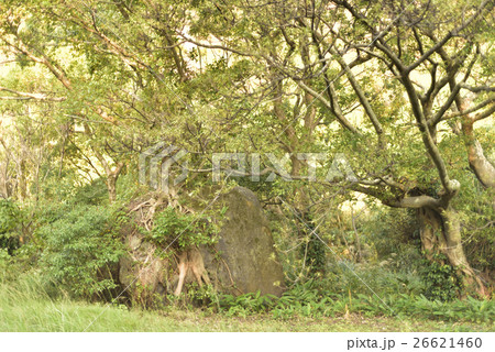 アコウの木 26621460