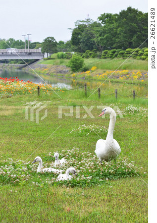 白鳥の親子 白鳥の親子 26621489