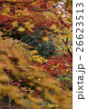 紅葉 26623513