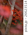 紅葉 26623514
