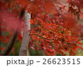 紅葉 26623515