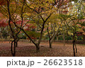 紅葉 26623518