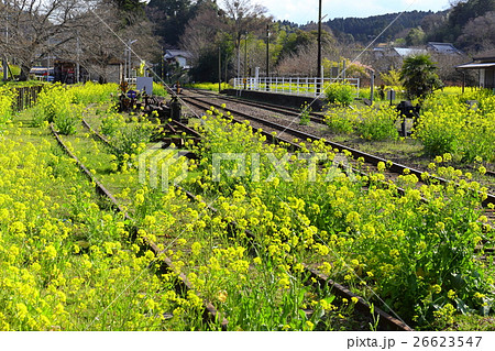 菜の花と線路 26623547