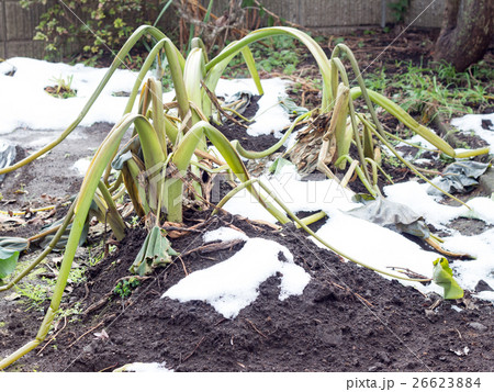 冷害によって枯れた里芋 冷害によって枯れた里芋 26623884