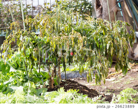 冷害によって枯れた獅子唐 26623889
