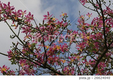 トックリキワタ　徳利木綿　トックリキワタの花　花　ピンク　咲く　松山公園　那覇市　 26624040