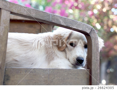 lovely funny white cute fat compact puppy dog lovely funny white cute fat compact puppy dog 26624305