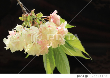 ウコン桜（咲き中） 26624428