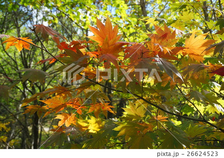 白駒池湖畔のカエデの紅葉 26624523