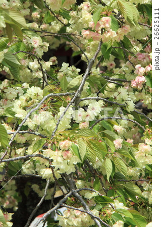 ウコン桜(咲き始め~咲き中) ウコン桜(咲き始め~咲き中) 26625111