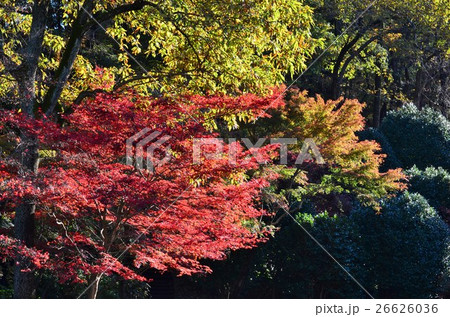 秋色の光景 秋色の光景 26626036