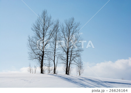 冬の青空と冬木立 26626164