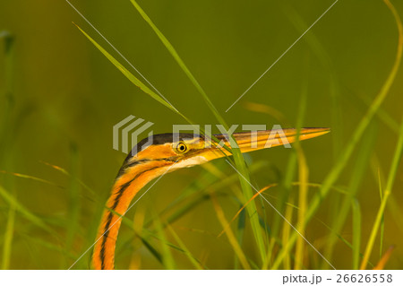 Bird Heron Wetland 26626558