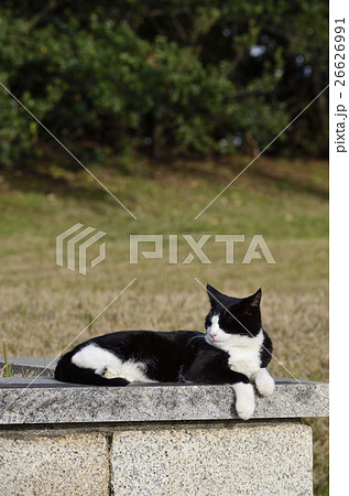 横たわる猫の写真素材