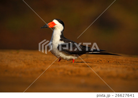 Black Skimmer, Rynchops niger, exotic bird Black Skimmer, Rynchops niger, exotic bird 26627641