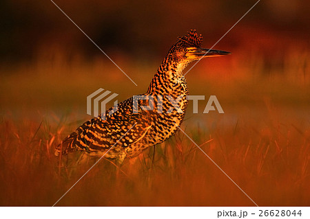 Evening sun, Rufescent Tiger-Heron, Tigrisoma Evening sun, Rufescent Tiger-Heron, Tigrisoma 26628044