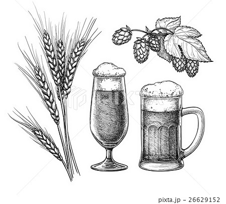 Hops, malt, beer glass and beer mug Hops, malt, beer glass and beer mug 26629152