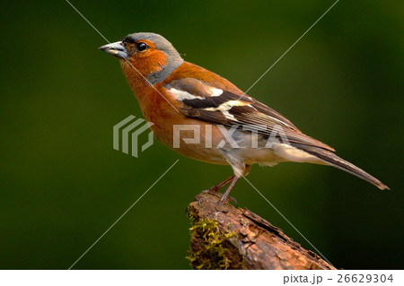 Chaffinch, Fringilla coelebs, orange songbird Chaffinch, Fringilla coelebs, orange songbird 26629304