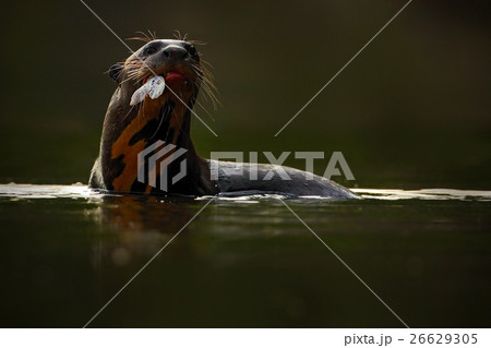 Giant Otter, Pteronura brasiliensis, portrait Giant Otter, Pteronura brasiliensis, portrait 26629305