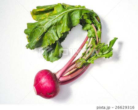 赤かぶら 26629316