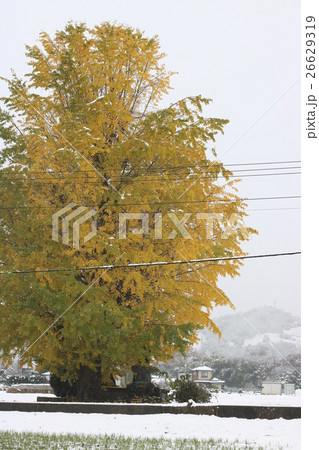 11月の積雪in神奈川 11月の積雪in神奈川 26629319