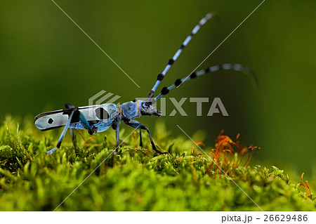 Beautiful blue incest with long feelers, Rosalia 26629486