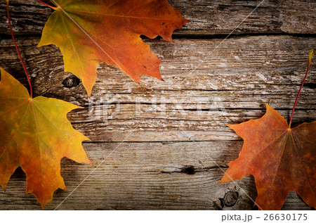 Autumn maple leaves on wooden background 26630175