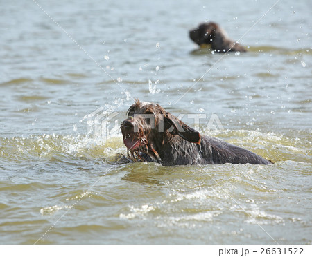 Italian Wire-haired Pointing Dog in the water Italian Wire-haired Pointing Dog in the water 26631522
