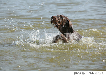 Italian Wire-haired Pointing Dog in the water 26631524