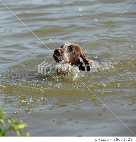 First bath of this puppy 26631525