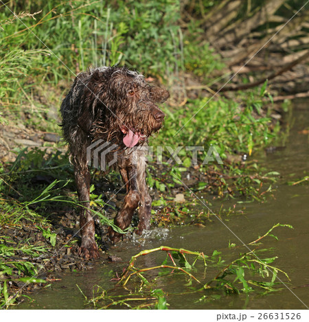 Italian wire-haired pointing dog in summer 26631526