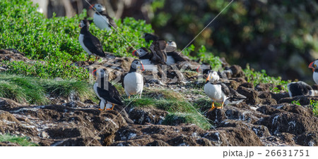 Atlantic puffins (Fratercula arctica)  26631751