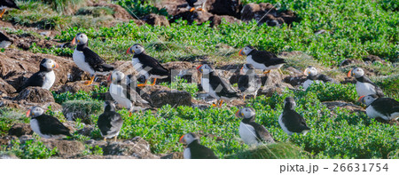 Atlantic puffins (Fratercula arctica)  26631754