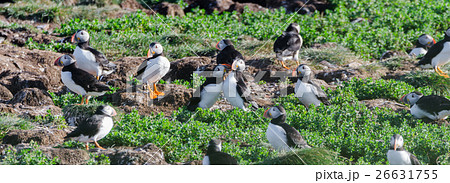 Atlantic puffins (Fratercula arctica) Atlantic puffins (Fratercula arctica) 26631755
