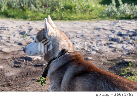 Husky dog portrait on the nature 26631765