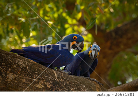 Pair of rare bird, blue parrot Hyacinth Macaw 26631881