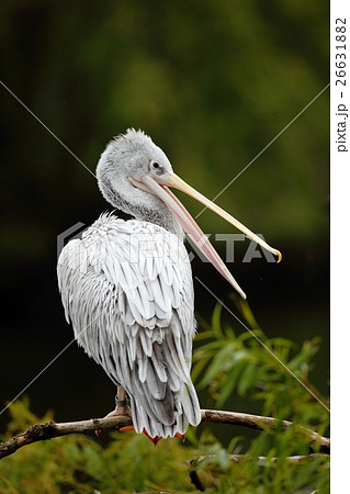 Dalmatian Pelican, Pelecanus crispus, bird Dalmatian Pelican, Pelecanus crispus, bird 26631882