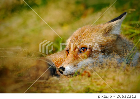 Cute Red Fox, Vulpes vulpes, animal at green Cute Red Fox, Vulpes vulpes, animal at green 26632212